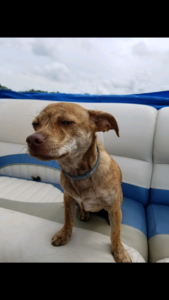 Emmy enjoying her first boat ride!