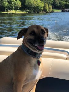 Bailey loves riding in the pontoon!