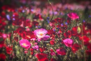 Poppy Field - Colby Beaumont 